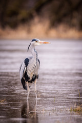 heron grey bird