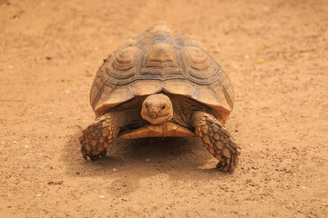 Sulcata tortoise is walking slowly.