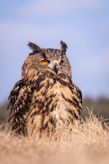 bubo bubo