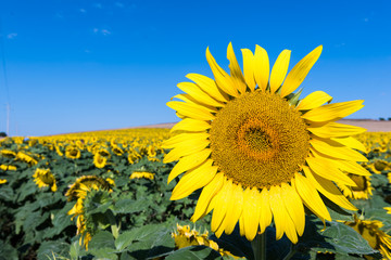 blooming sunflower on a background blue sky.