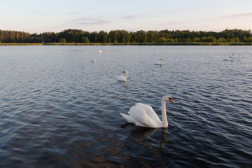 Seven white swans in a blue lake on sunset