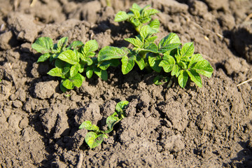 Young potato plant growing on the vegetable garden
