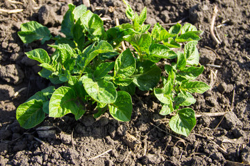 Young potato plant growing on the vegetable garden