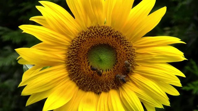 Sunflower and bees in the garden - macro