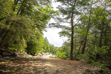 Forest and Stream