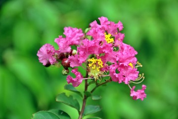 Fototapeta premium Shocking pink crape flower
