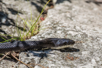 rat snake