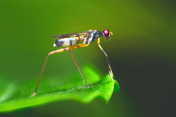 fly Portrait