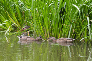 Ducks on the water in the coastal green grass