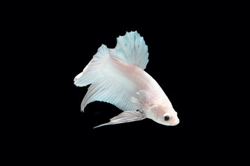 Obraz premium White platinum Fighting fish.