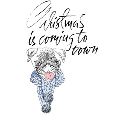 Christmas is coming to town. Handdrawn white and black modern dry brush lettering. Dog with knitted scarf. Cute pug portrait. Vector illustration.