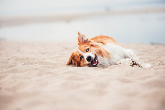 Fototapeta Red border collie running on a beach