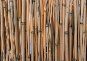 Bamboo sticks as background