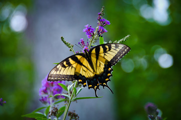 Swallowtail Butterfly on Butterfly Bush