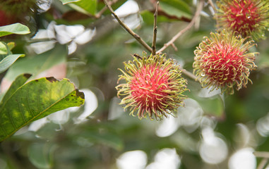 Fresh rambutan  fruit on the tree in the garden , kamphaengphet , thailand