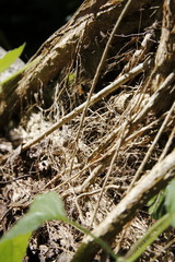 Dickicht, Unterholz, mit Holz in einem mystischen Wald