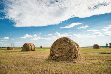 Rural summer landscape