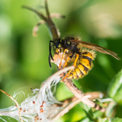 Feeding Wasp