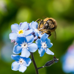 Pollen Patroller