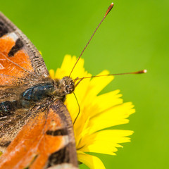 Obraz premium Feeding Peacock