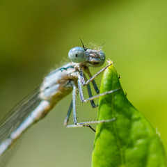 Beady Eyed Bug
