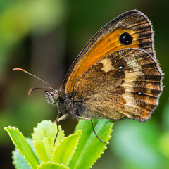 Obraz premium Gatekeeper