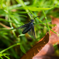 Berberis Sawfly Season
