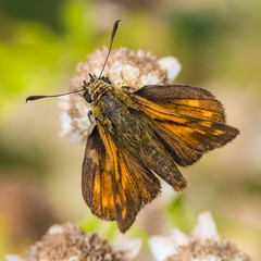 Skipper