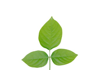 three leaf texture on white background