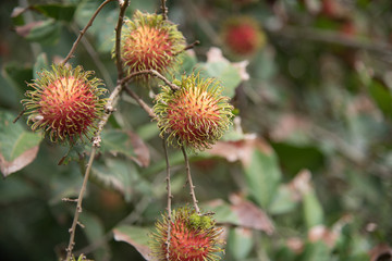 Fresh rambutan  fruit on the tree in the garden , kamphaengphet , thailand