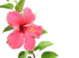 Beautiful pink hibiscus flower on white background