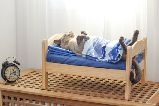 A Siamese cat lying on a wooden bed covered with a blanket with clock 
