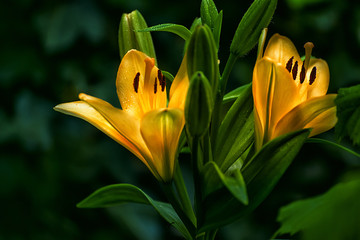 Obraz premium Lily flowers on a dark background. Dark photo with flowers yellow orange petals close-up. Soft selective focus. 