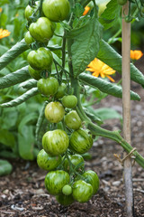 Green Tomatoes