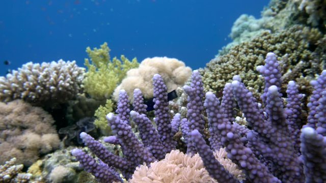school of fish Sea goldie (Pseudanthias squamipinnis) and Bicolor Damselfish (Chromis dimidiata) swims over a coral reef in the background of blue water, Red sea, Sharm El Sheikh