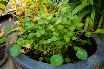 Centella asiatica in the pool