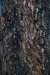 Bark tree and plant