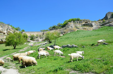 	Стадо коз и овец пасется в балке Марьям-Дере солнечным весенним днем перед пещерным городом Чуфут-Кале