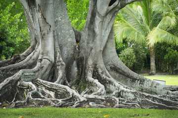 Fototapeta na wymiar A large Banyan tree behind the houses of Edison and Ford Winter Estates.