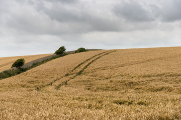 Fototapeta premium Track through a field of wheat under a stormy sky