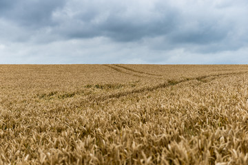 Tracks through a field of wheat under a stormy sky