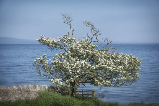 Lonely Hawthorne