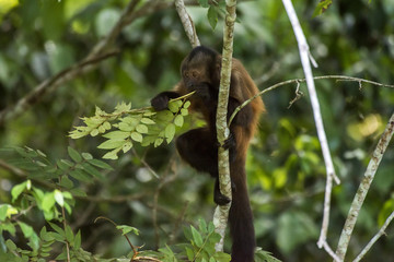 Macaco-prego-de-crista (Sapajus robustus) | Crested capuchin