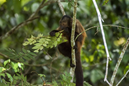 Macaco-prego-de-crista (Sapajus robustus) | Crested capuchin
