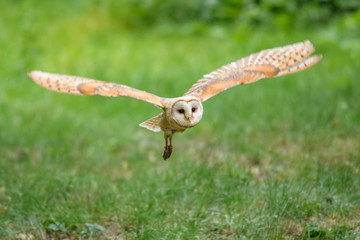 Barn Owl (Tyto alba) 