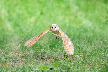 Barn Owl (Tyto alba) 