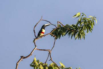 Araçari-de-bico-branco (Pteroglossus aracari) | Black-necked Aracari