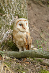 Barn Owl (Tyto alba) 