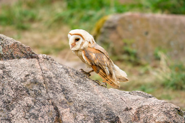 Barn Owl (Tyto alba) 