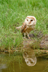 Barn Owl (Tyto alba) 